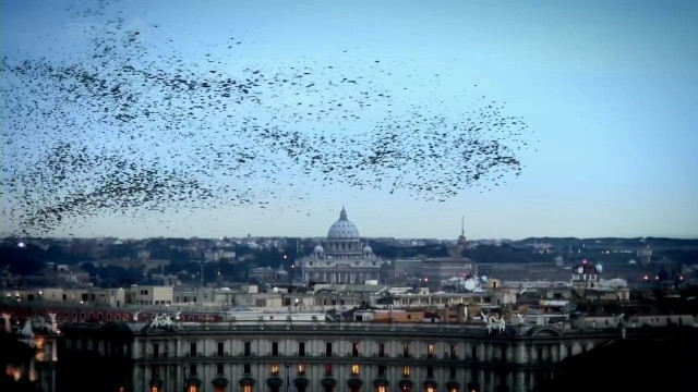 Xem Phim Cuộc Sống Bầy Đàn Trong Tự Nhiên - Bbc Swarm: Nature's Incredible Invasions - Vkool.Net - Ảnh 3