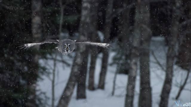 Xem Phim Hành Tinh Băng Giá - Bbc Frozen Planet - Vkool.Net - Ảnh 6